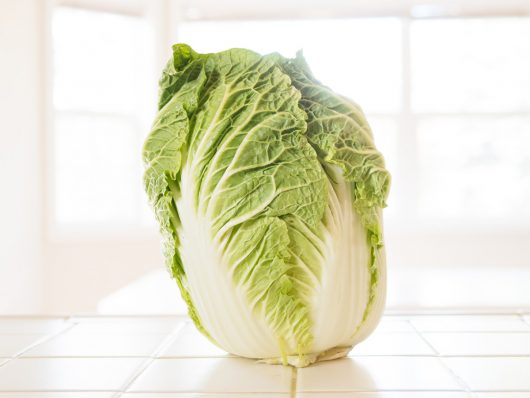 Napa cabbage