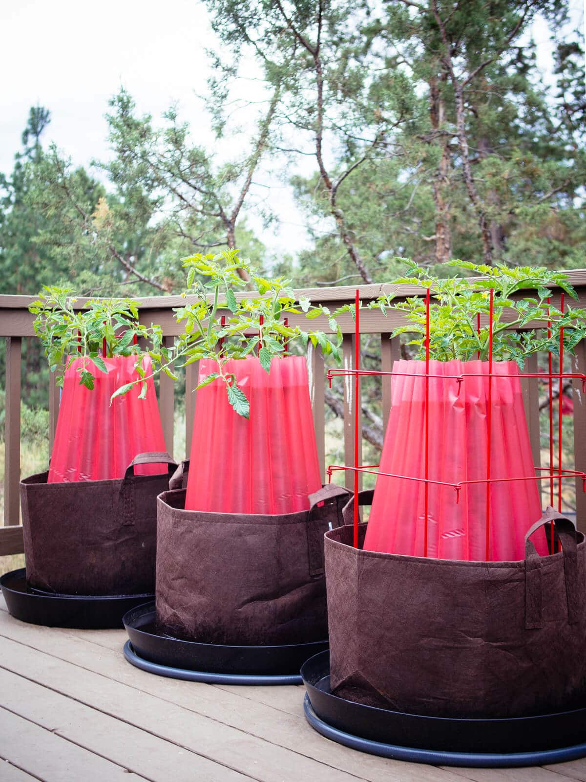 Tomatoes growing in fabric pots with plant teepees for frost protection