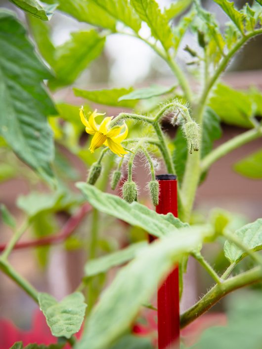 Tomato blossoms