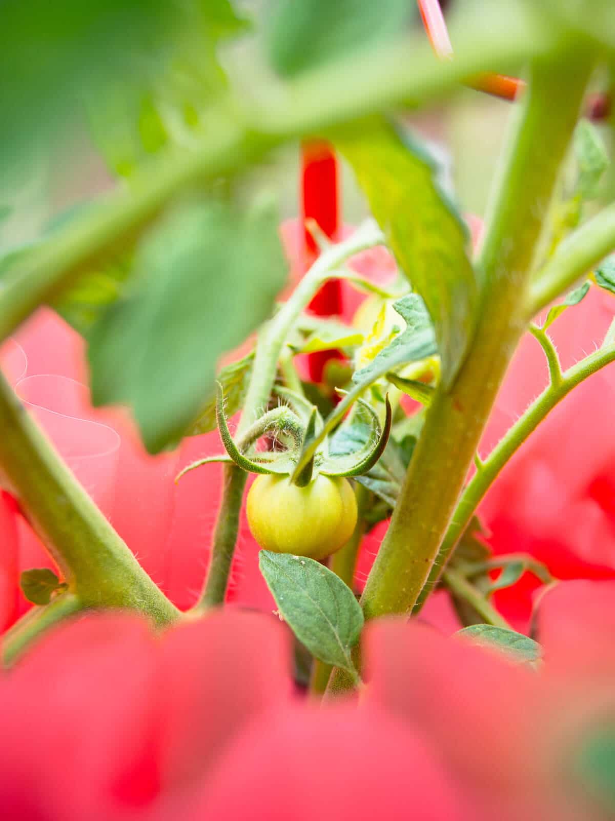 Immature tomatoes on the vine