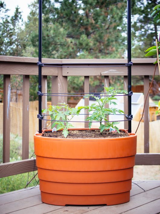 Gardener's Revolution Classic Tomato Garden Kit from Gardener's Supply Company