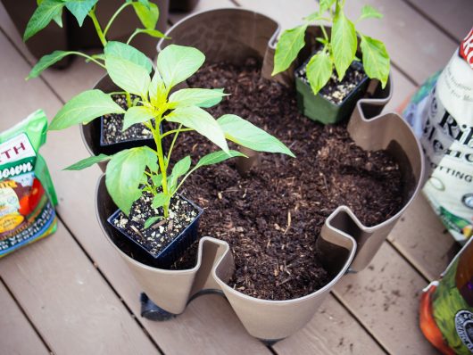 Individual planter from GreenStalk Garden vertical planter
