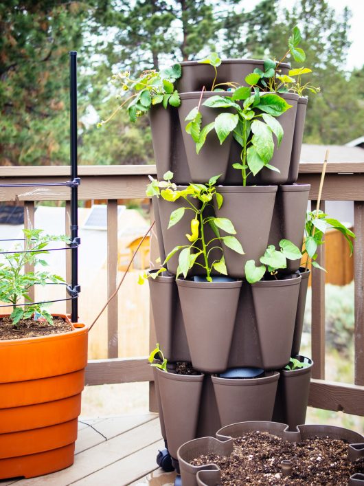 Growing in a new GreenStalk Garden vertical garden tower