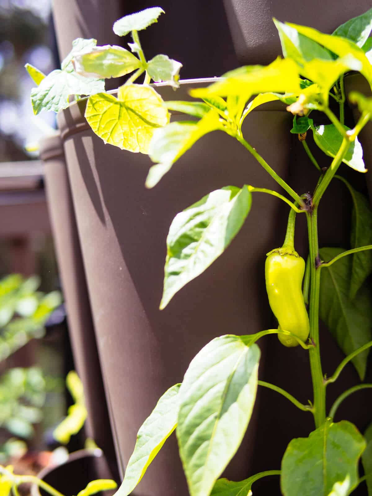 Banana pepper plant growing in a vertical planter