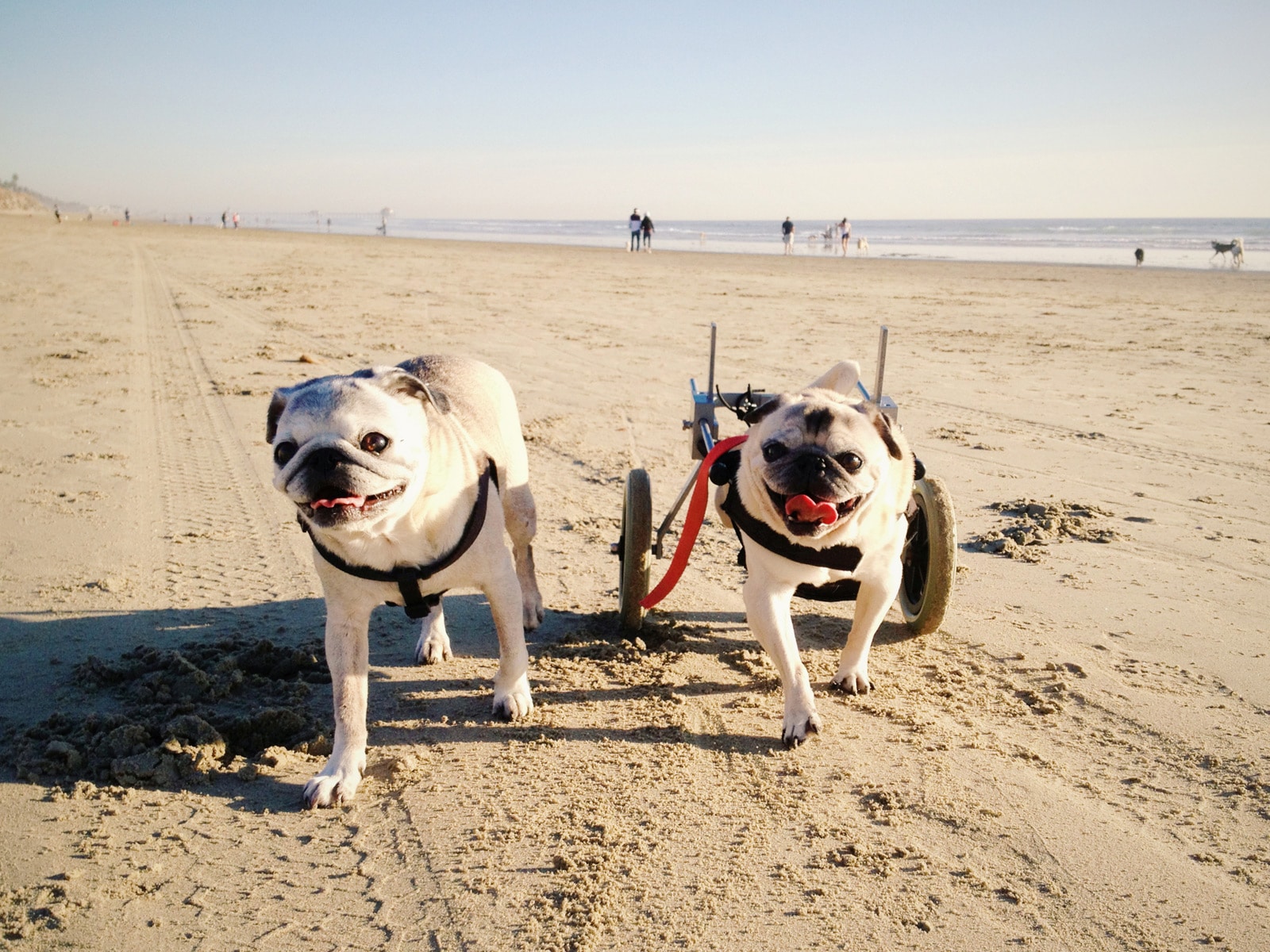 Pugs on the beach