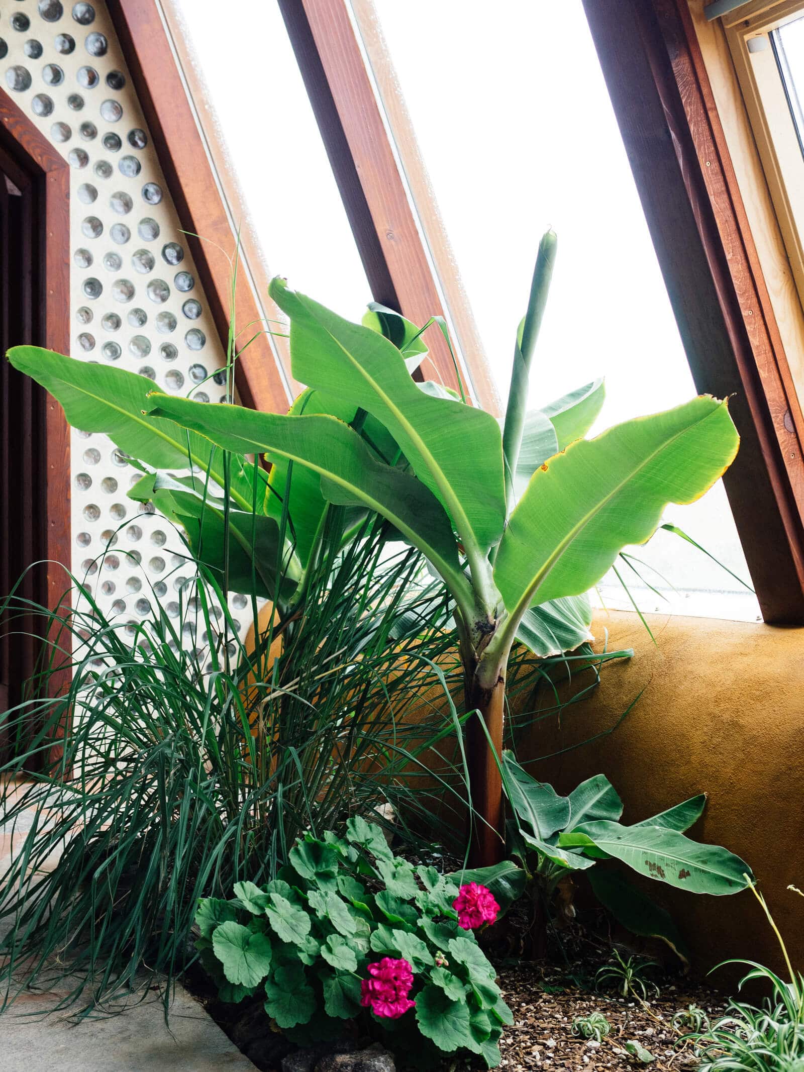 Banana plants and flowers in an Earthship greenhouse