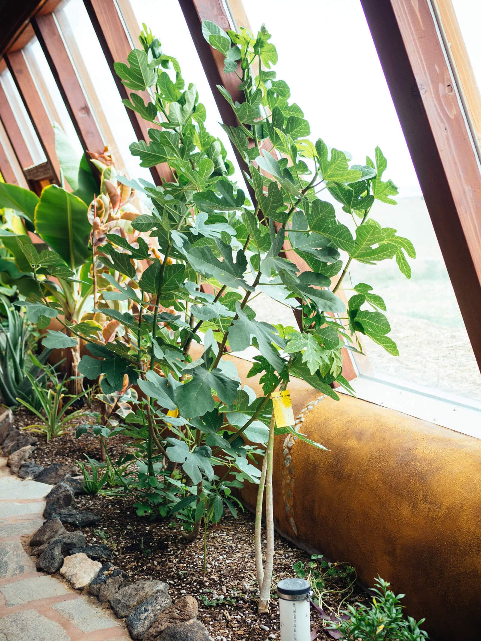 Growing figs in an Earthship greenhouse