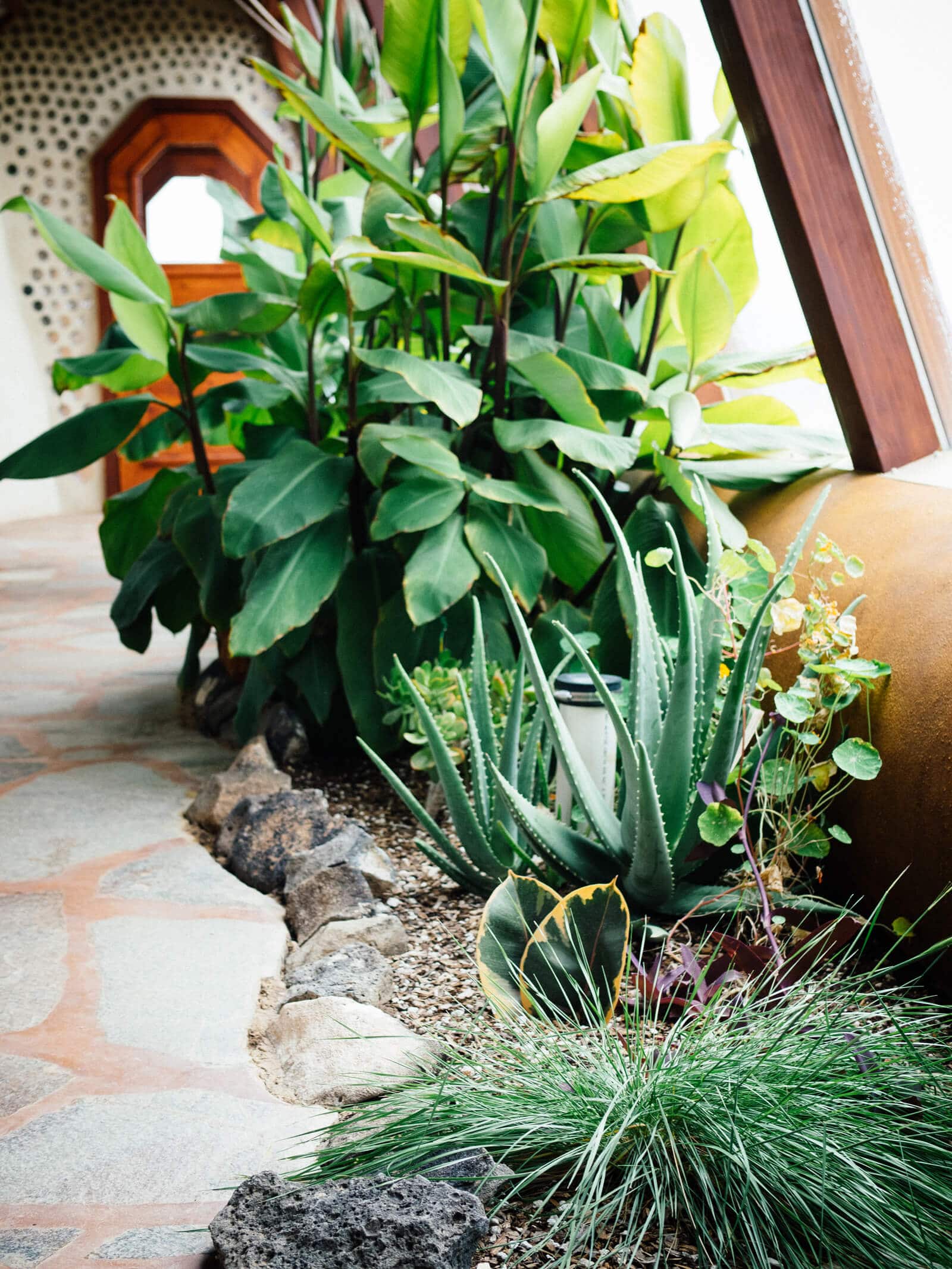Ornamental plants in an Earthship greenhouse