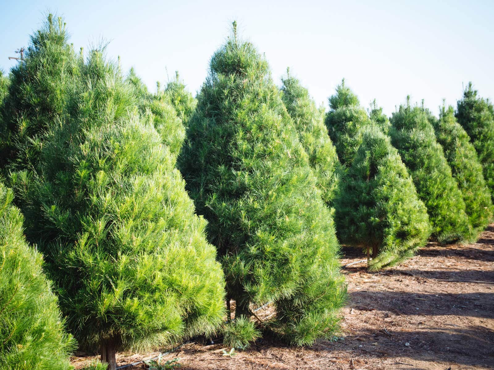 Healthy pine trees on a Christmas tree farm