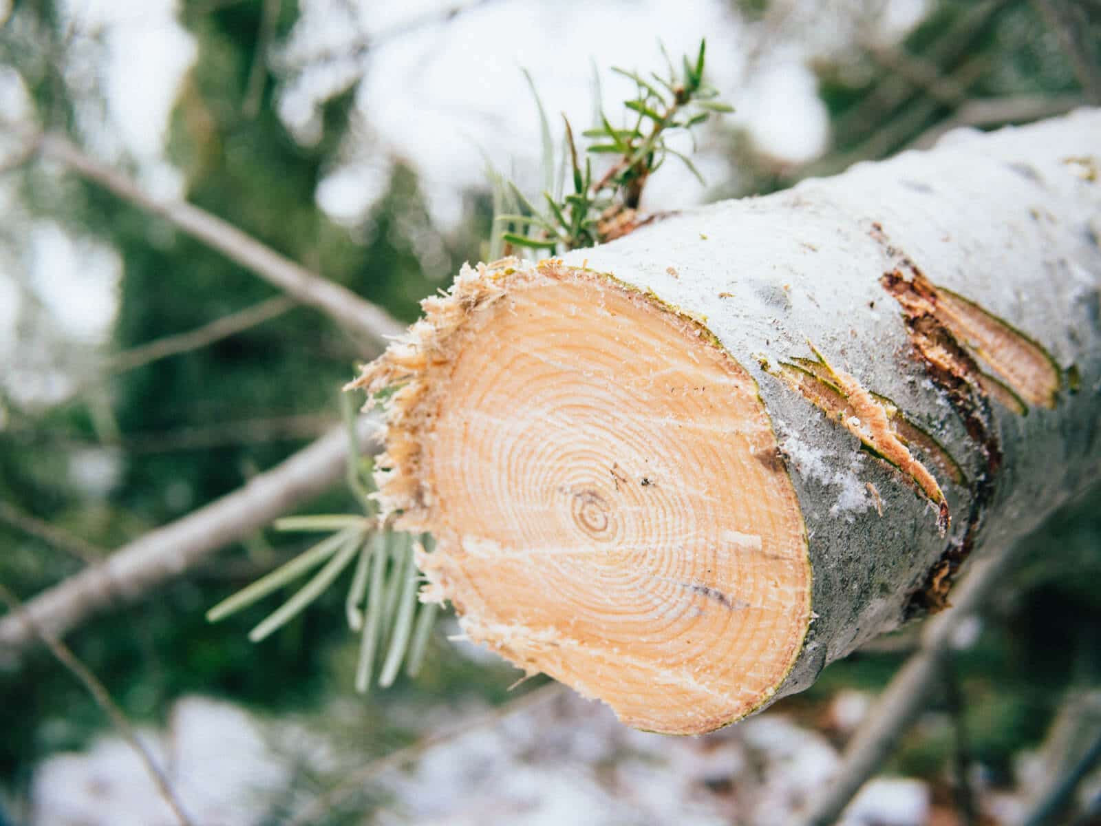 Make a clean, straight cut across the base of the tree