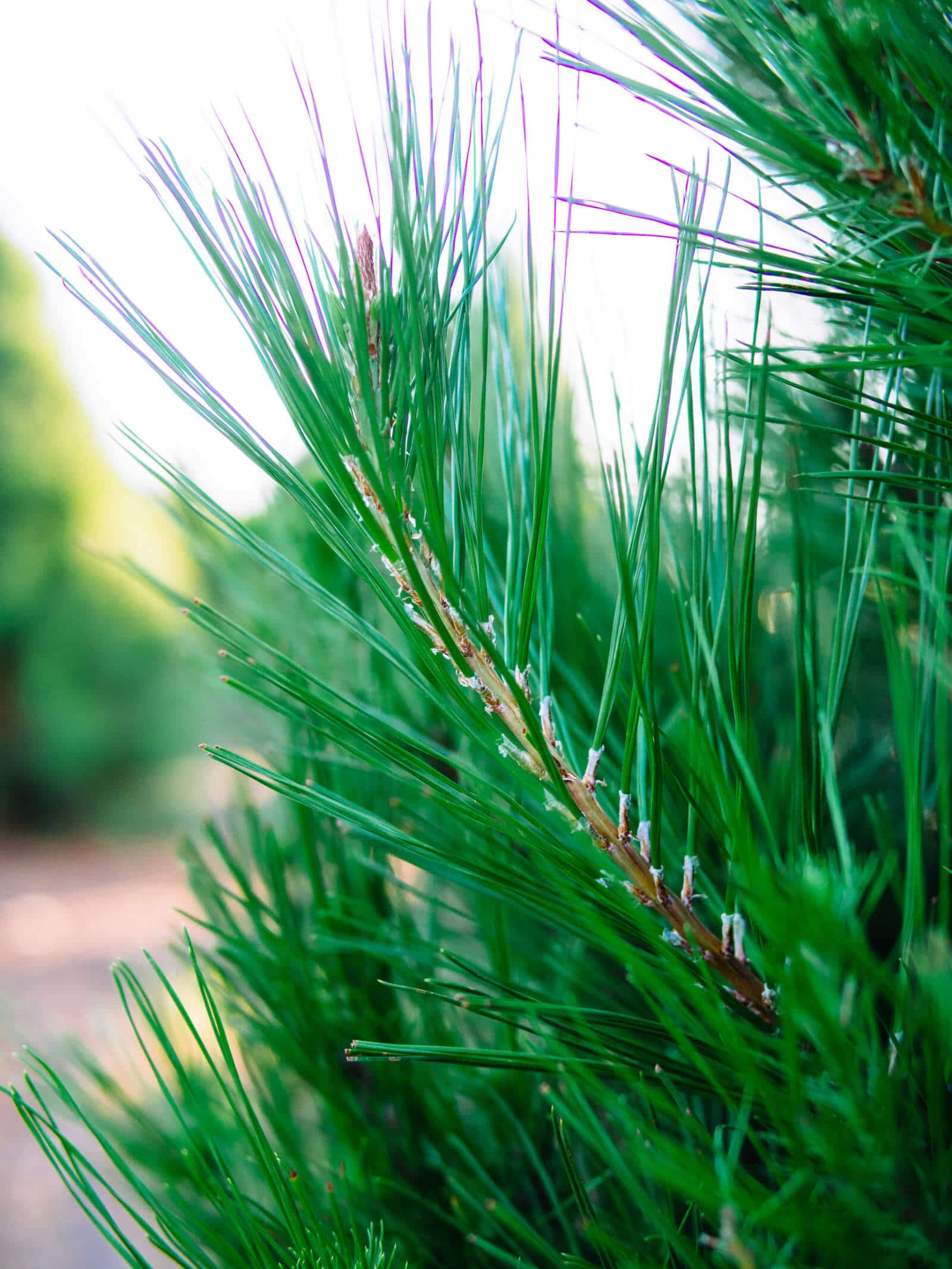 Tips to keep your Christmas tree fresh and green
