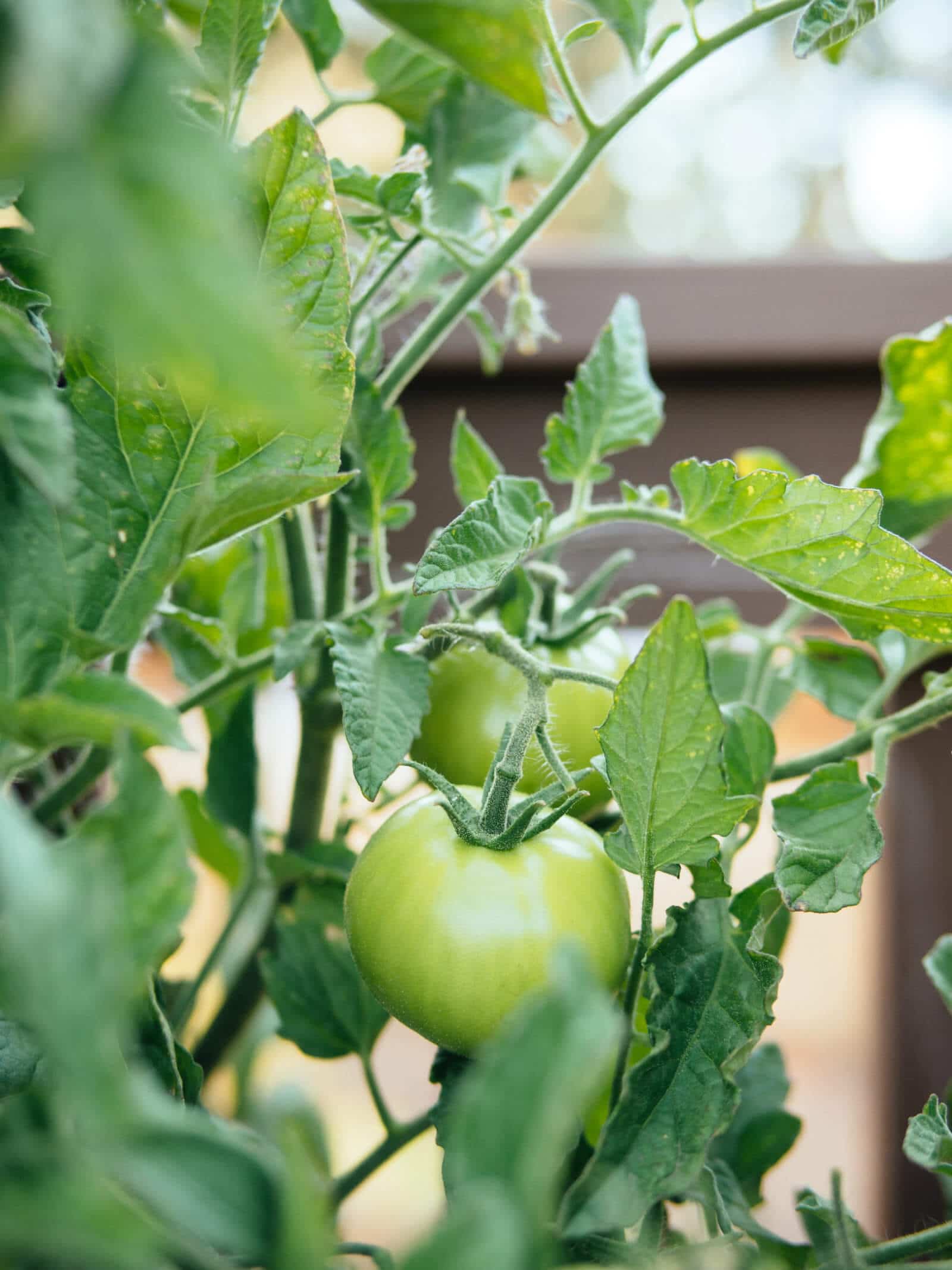 Plant growth is partially dependent on Growing Degree Days
