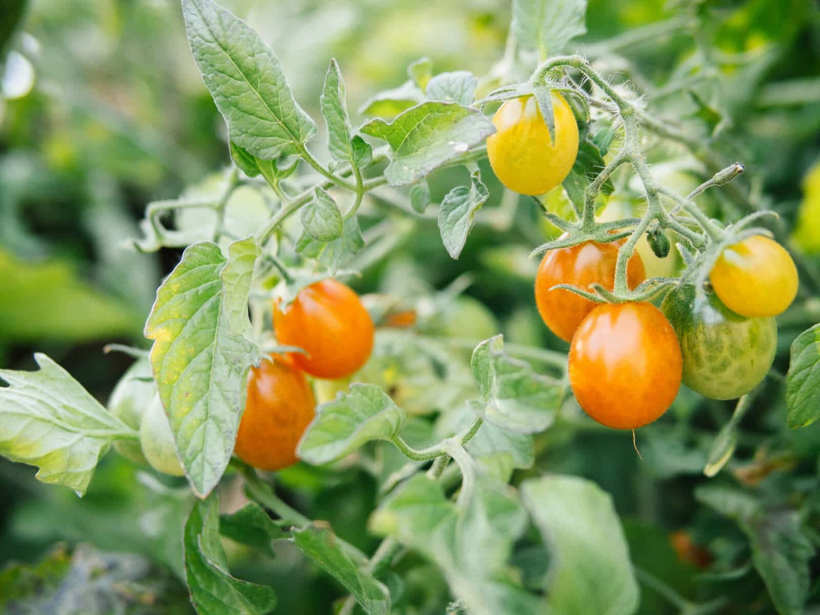 More heat accumulation days means more ripe tomatoes
