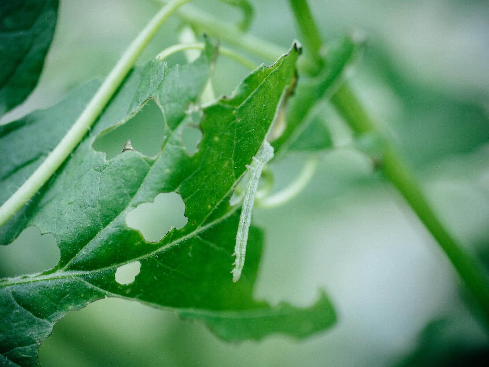 Pests can affect how long it takes for a plant to mature