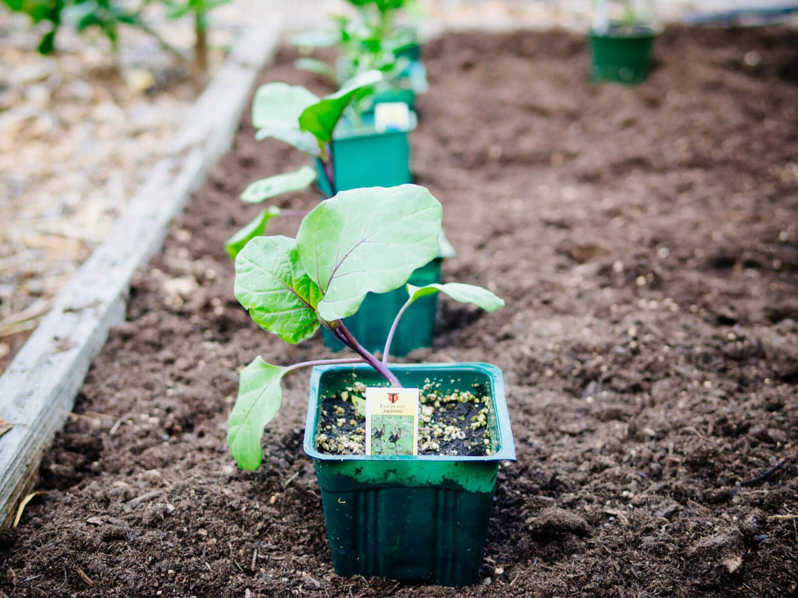 Days to maturity for a vegetable start begins on the day you transplant it in the garden