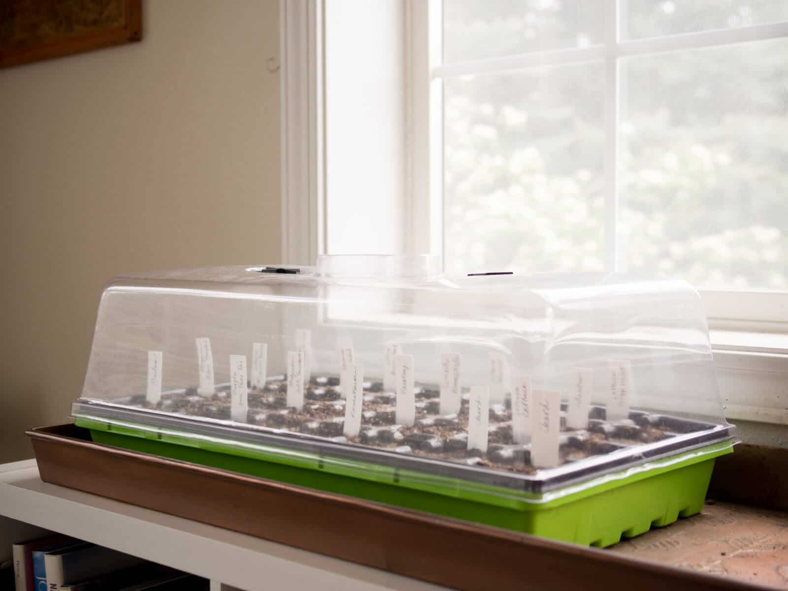 Place a ventilated humidity dome over the seed tray to aid in germination