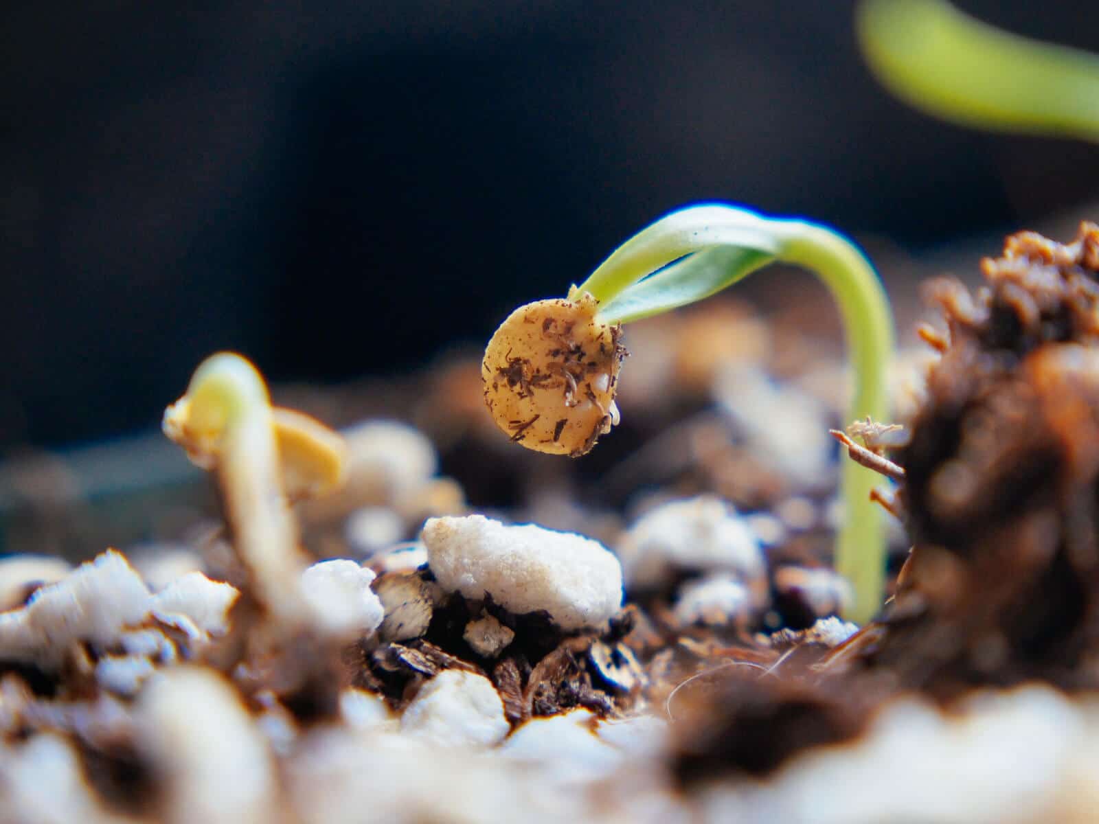 Newly sprouted seed