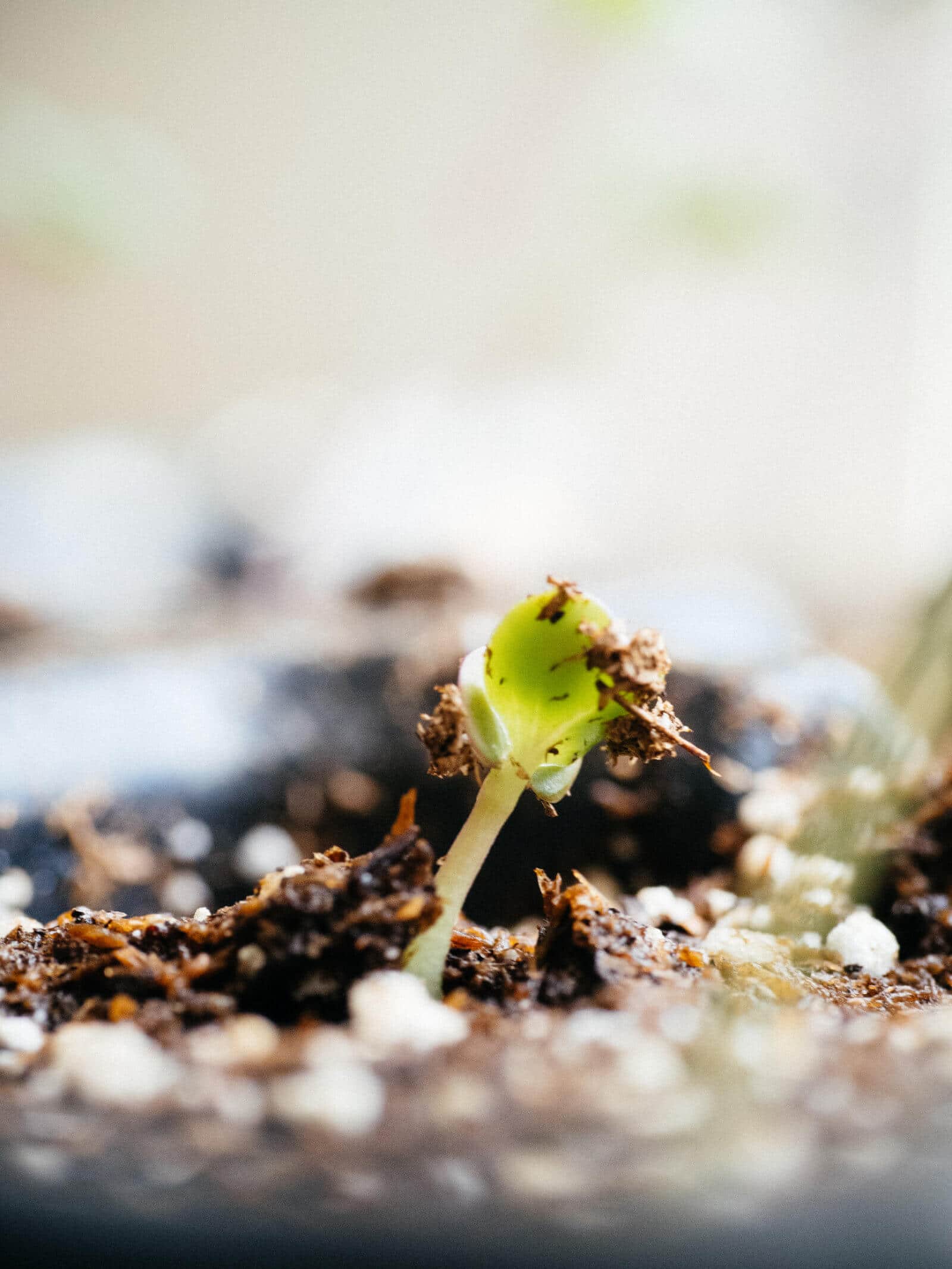 One-day-old seedling