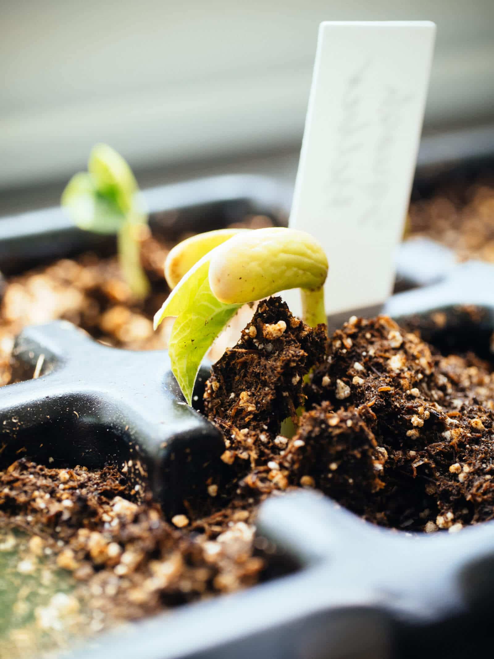 Bean seedling