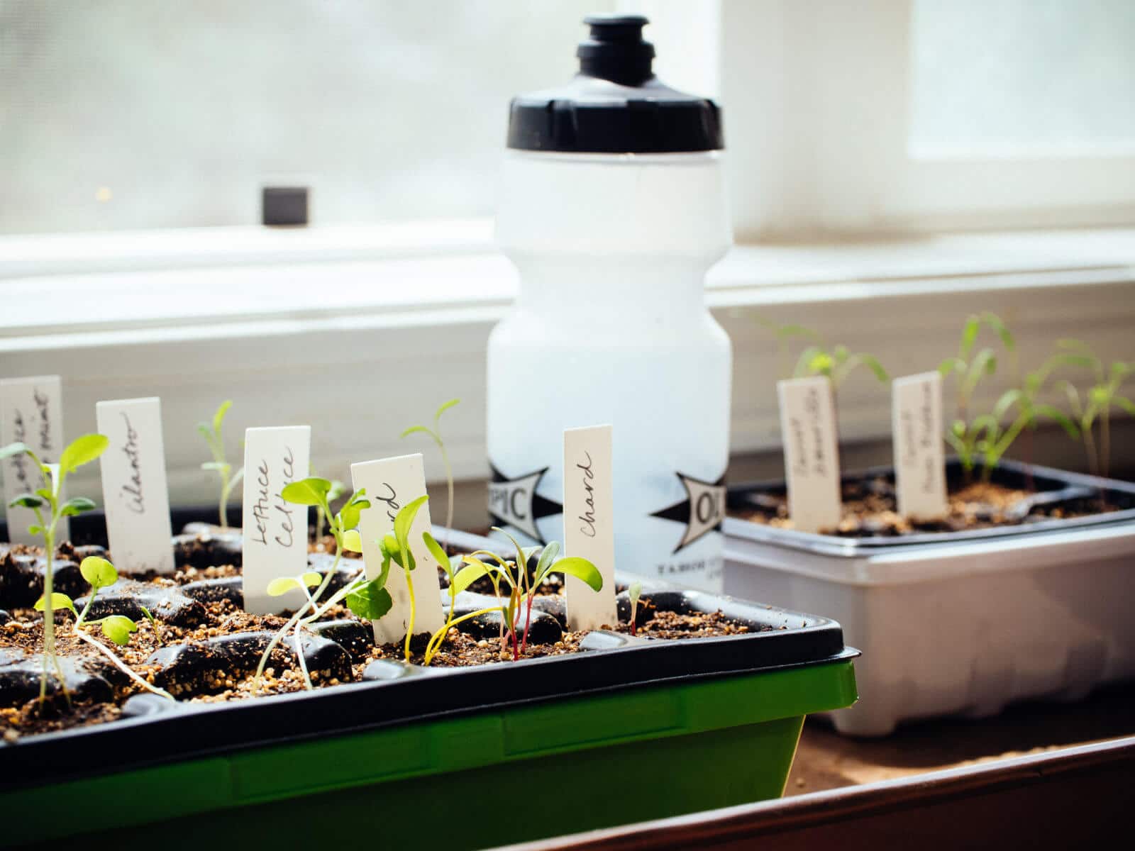Give your new seedlings plenty of light and warmth for fast growth