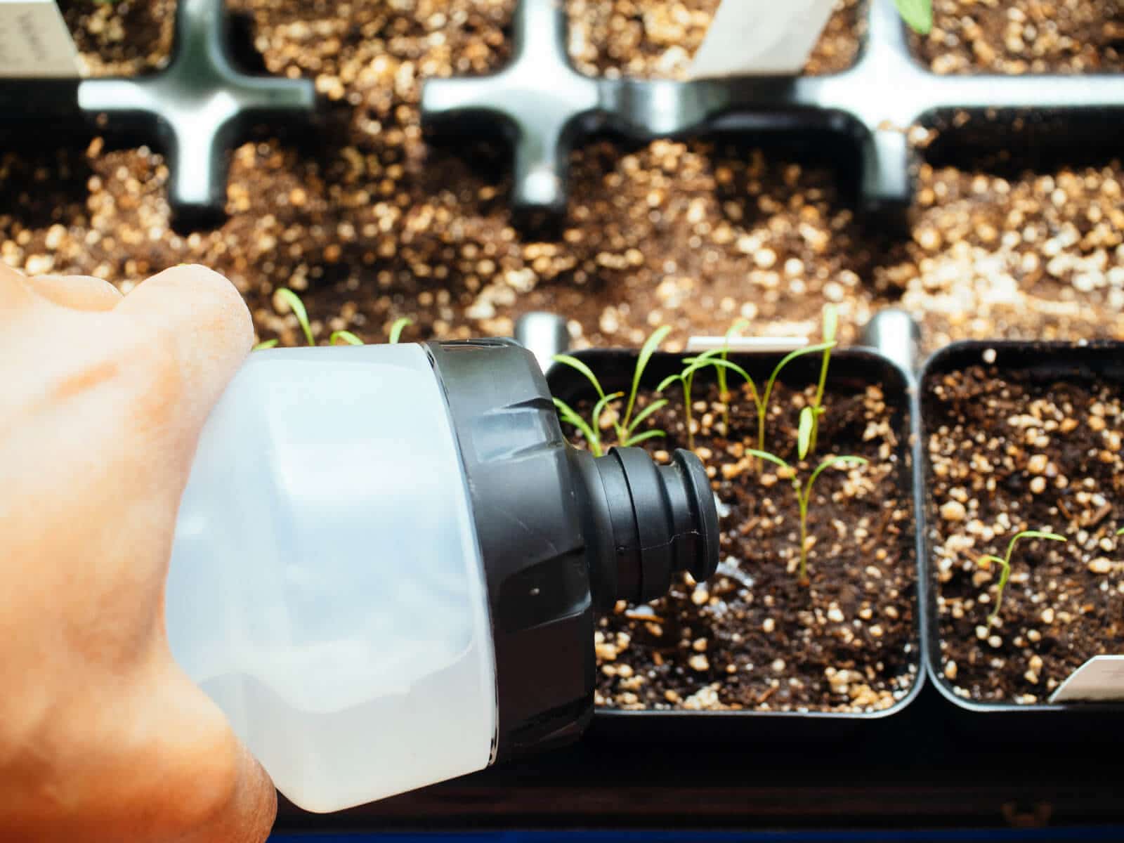 Keep seedlings moist