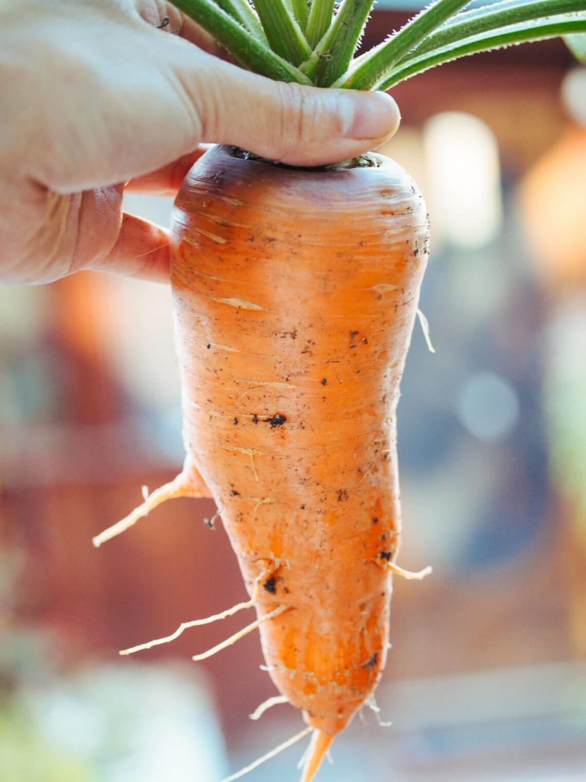 How deep are the roots of garden vegetables?