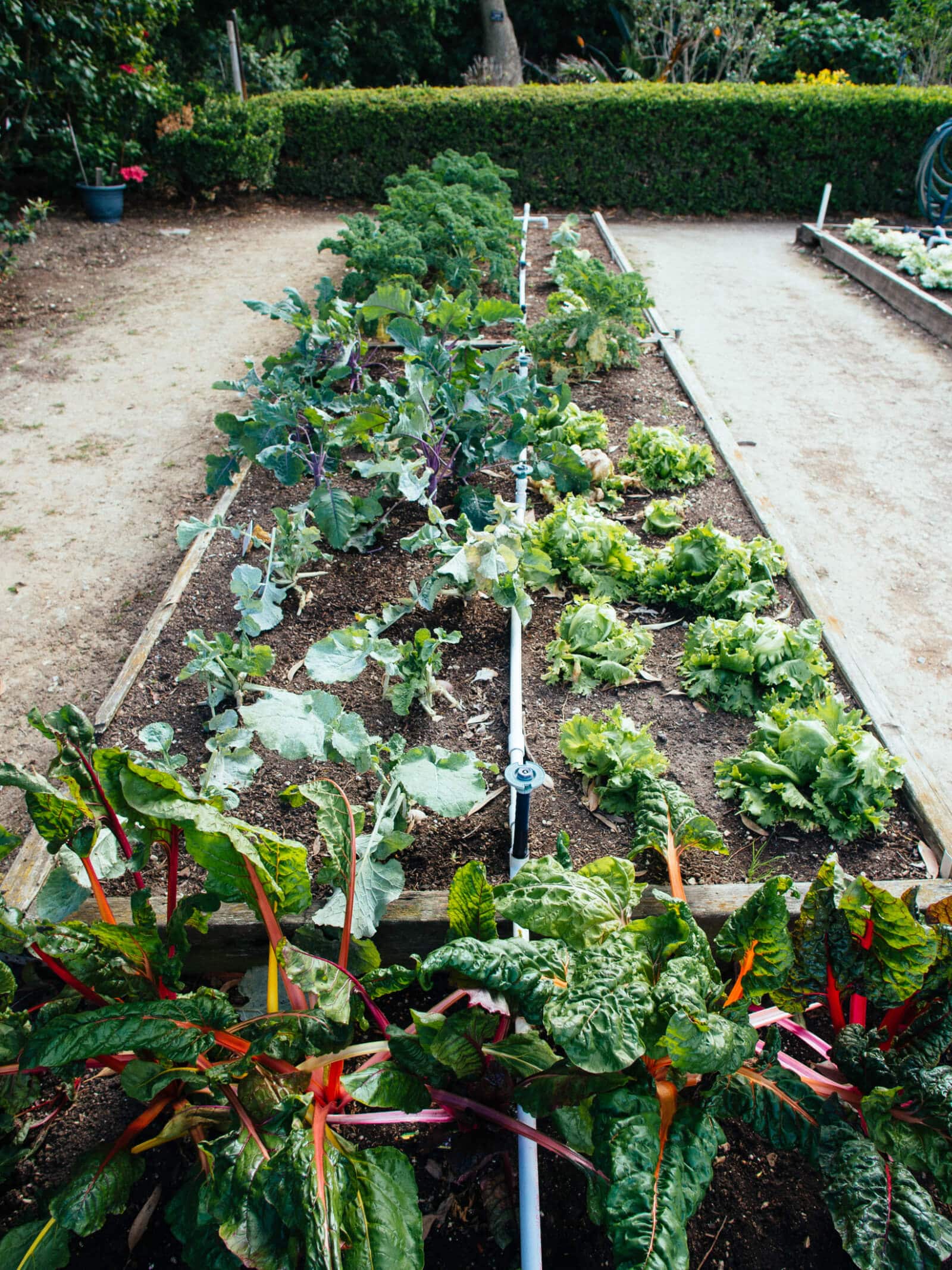 Hydrozone, or group plants with similar root depth together, for more efficient watering
