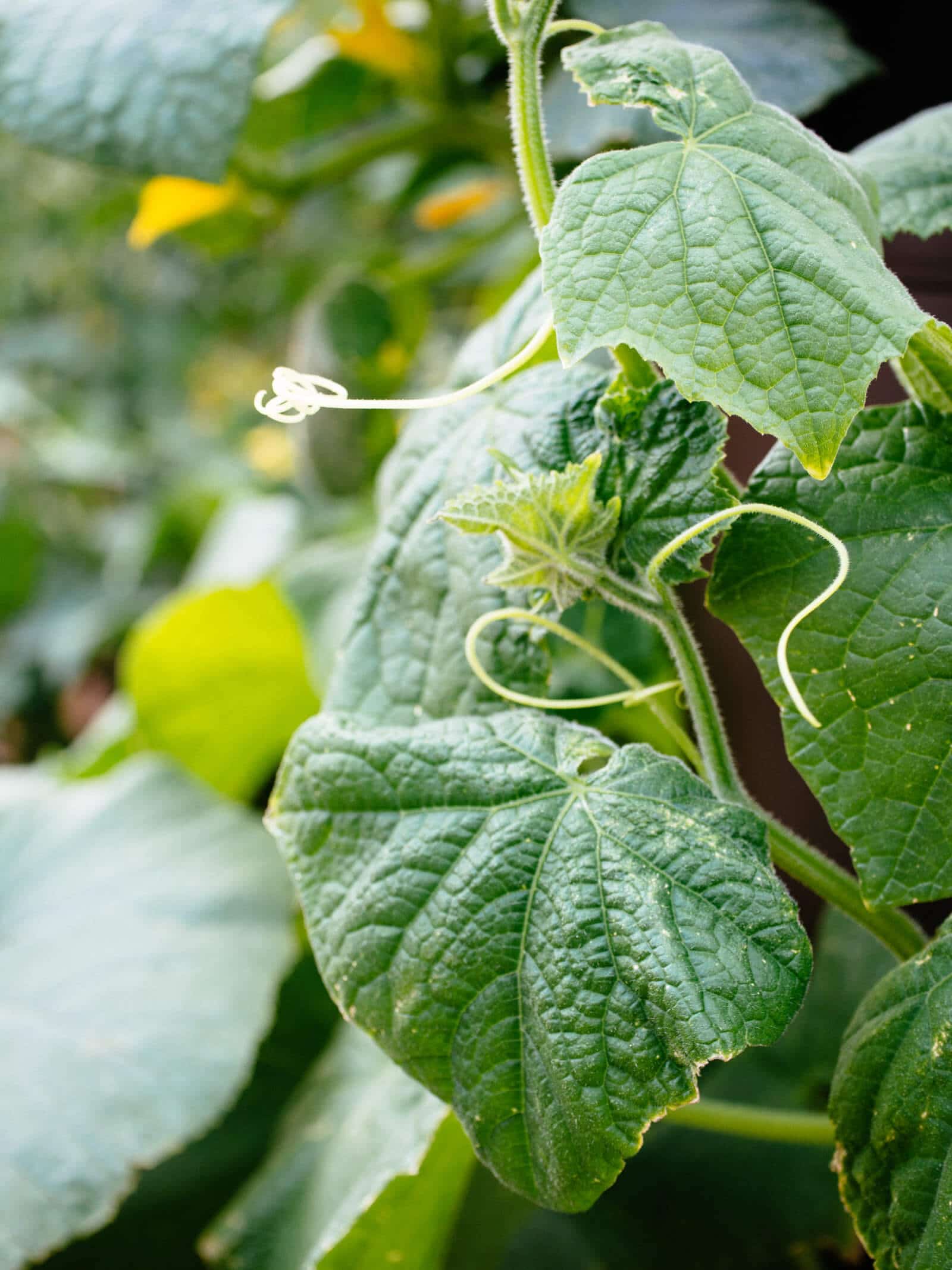 Cucumber roots grow deep as well as laterally