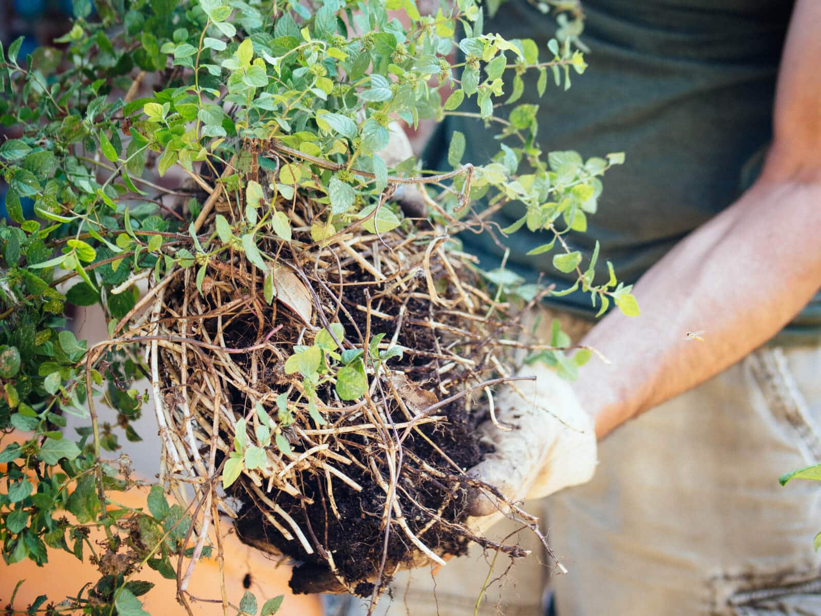 Mint is a shallow-rooted plant