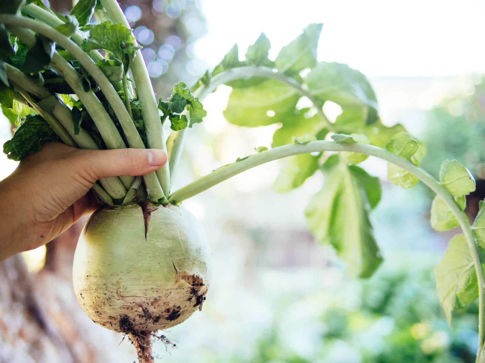 Winter radish is shallow-rooted