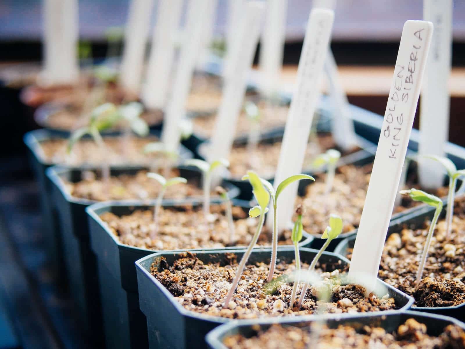 Tomato seedlings ready to be thinned and transplanted