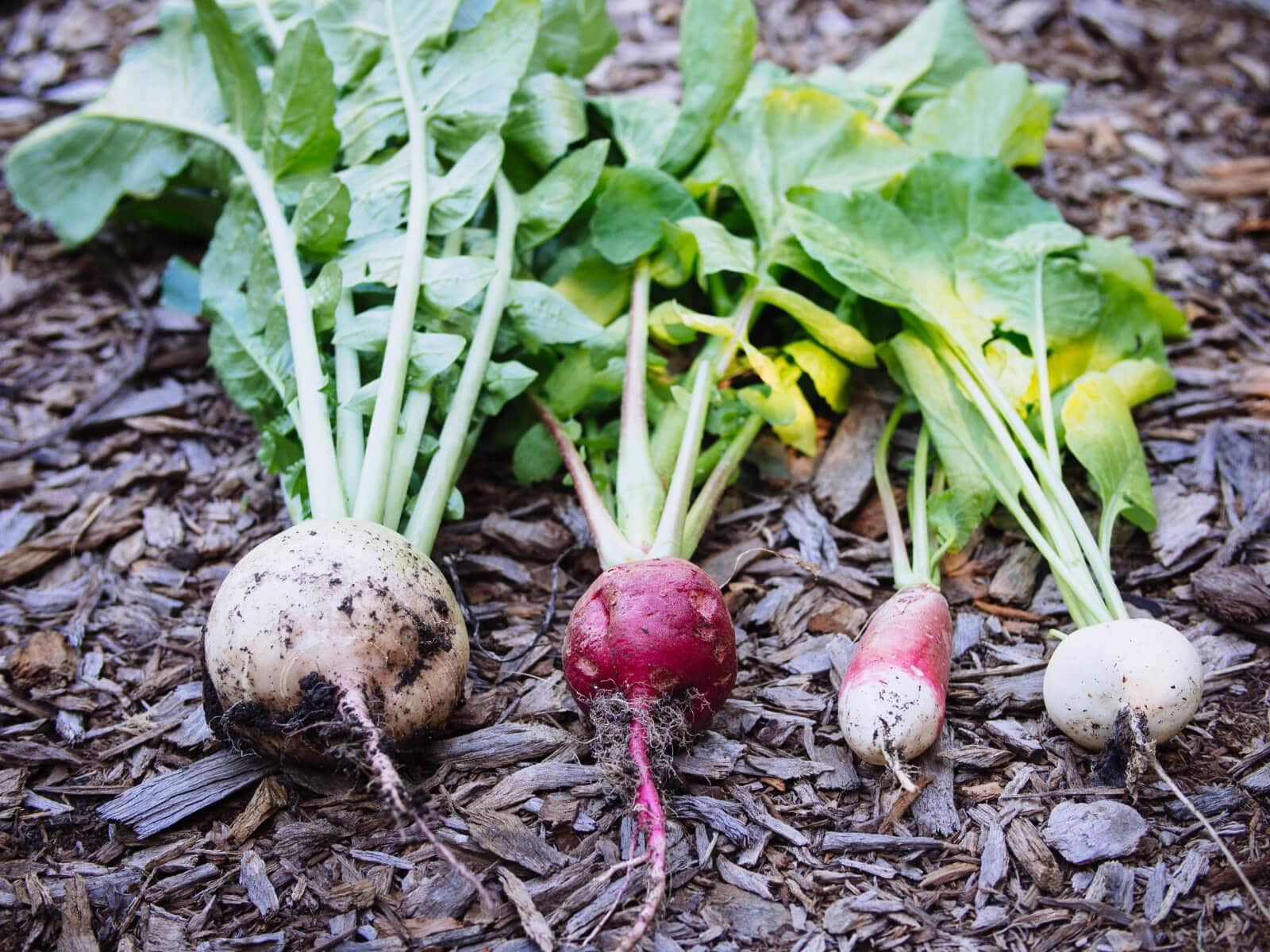 Winter, summer, and spring radishes
