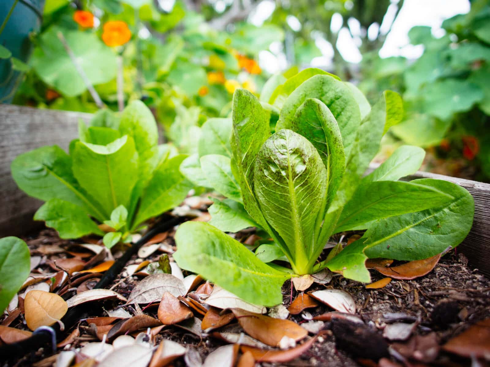 Lettuce and salad greens