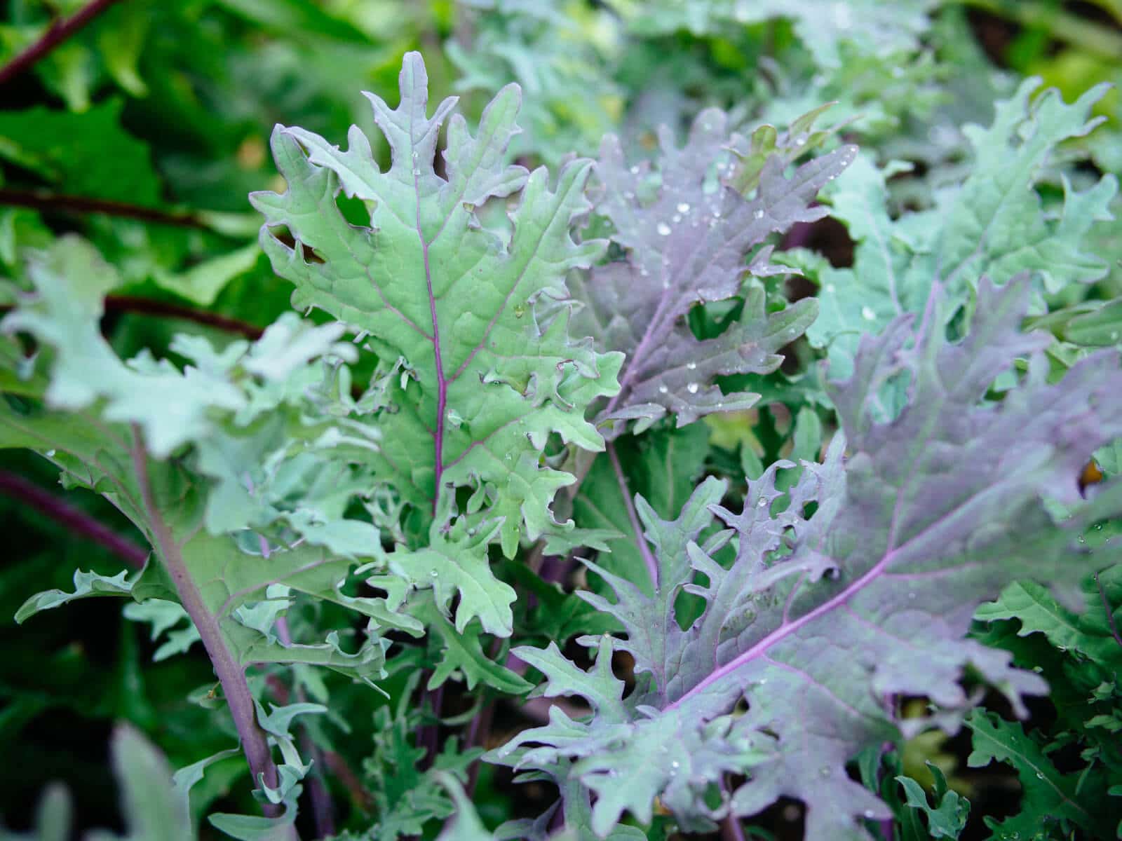 Kale and other brassicas