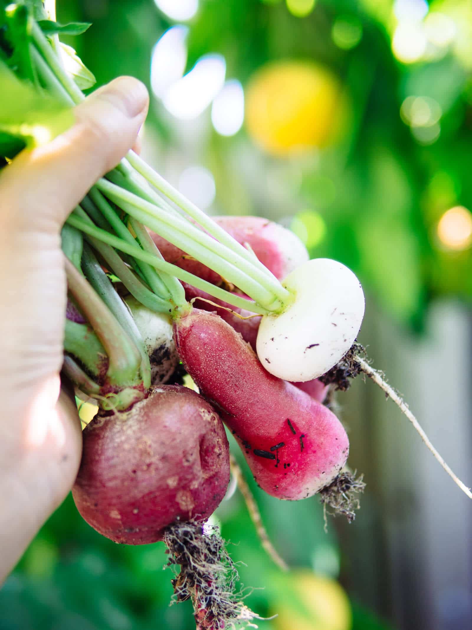 Spring radishes