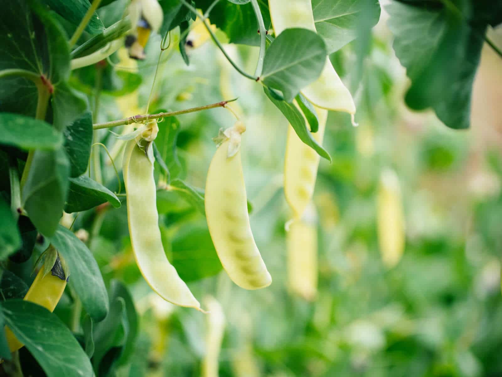 Peas and other legumes