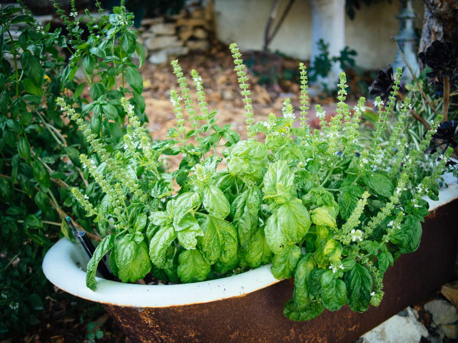 Basil
