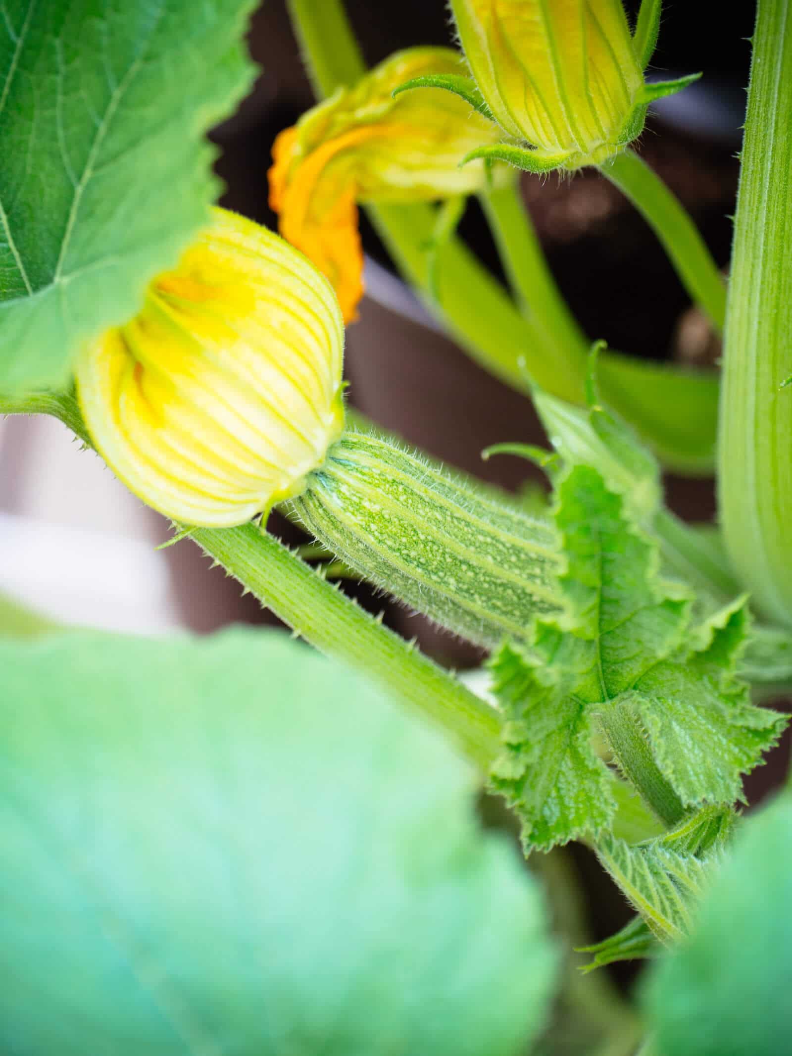 Summer squash