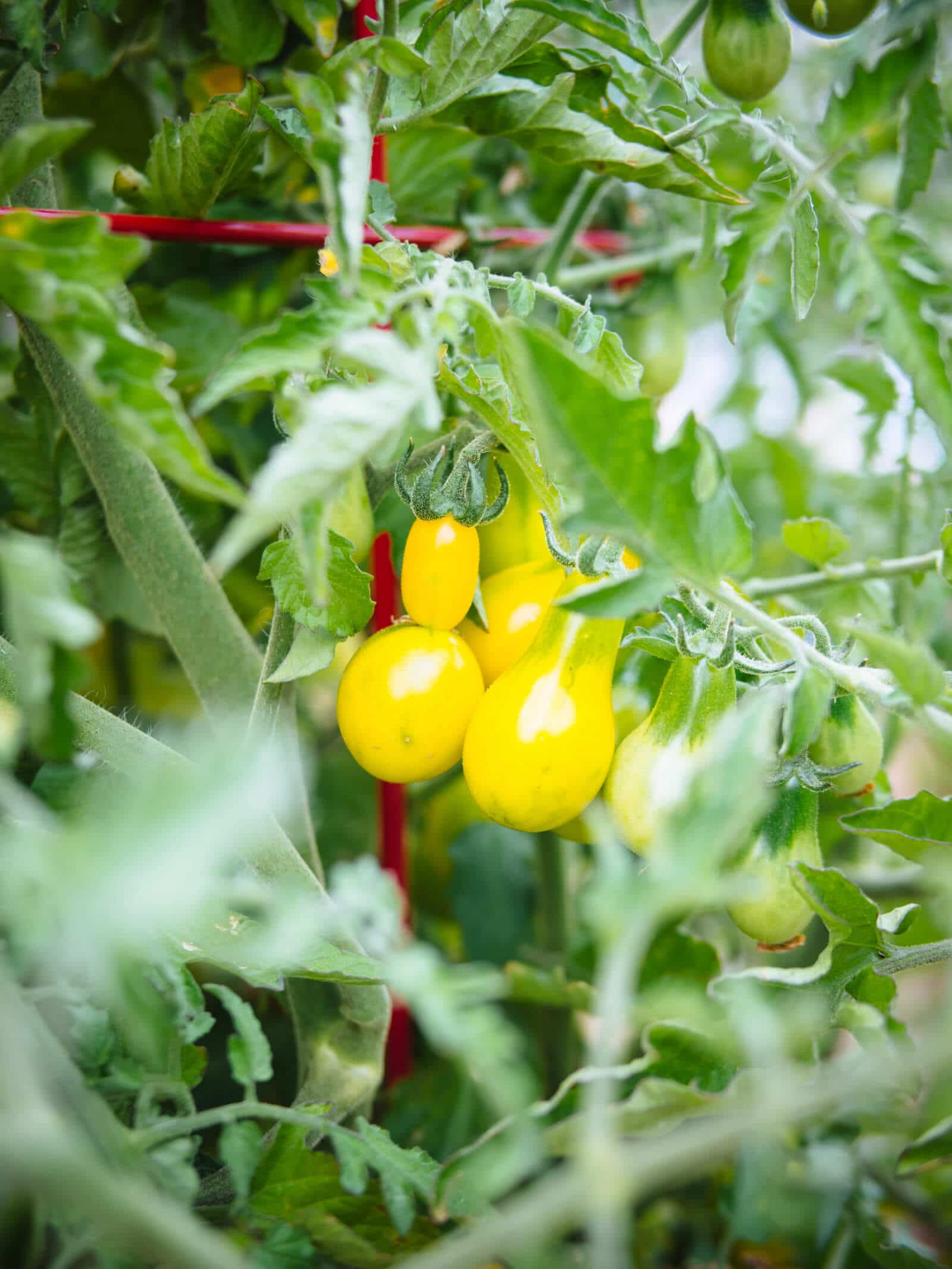 Homegrown tomatoes all summer long