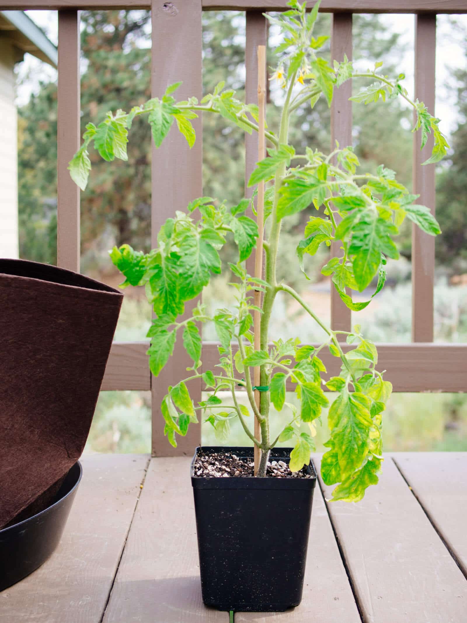 Start with a strong and healthy tomato transplant