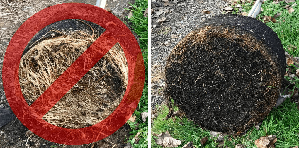 Effects of air pruning on fabric pots versus plastic pots