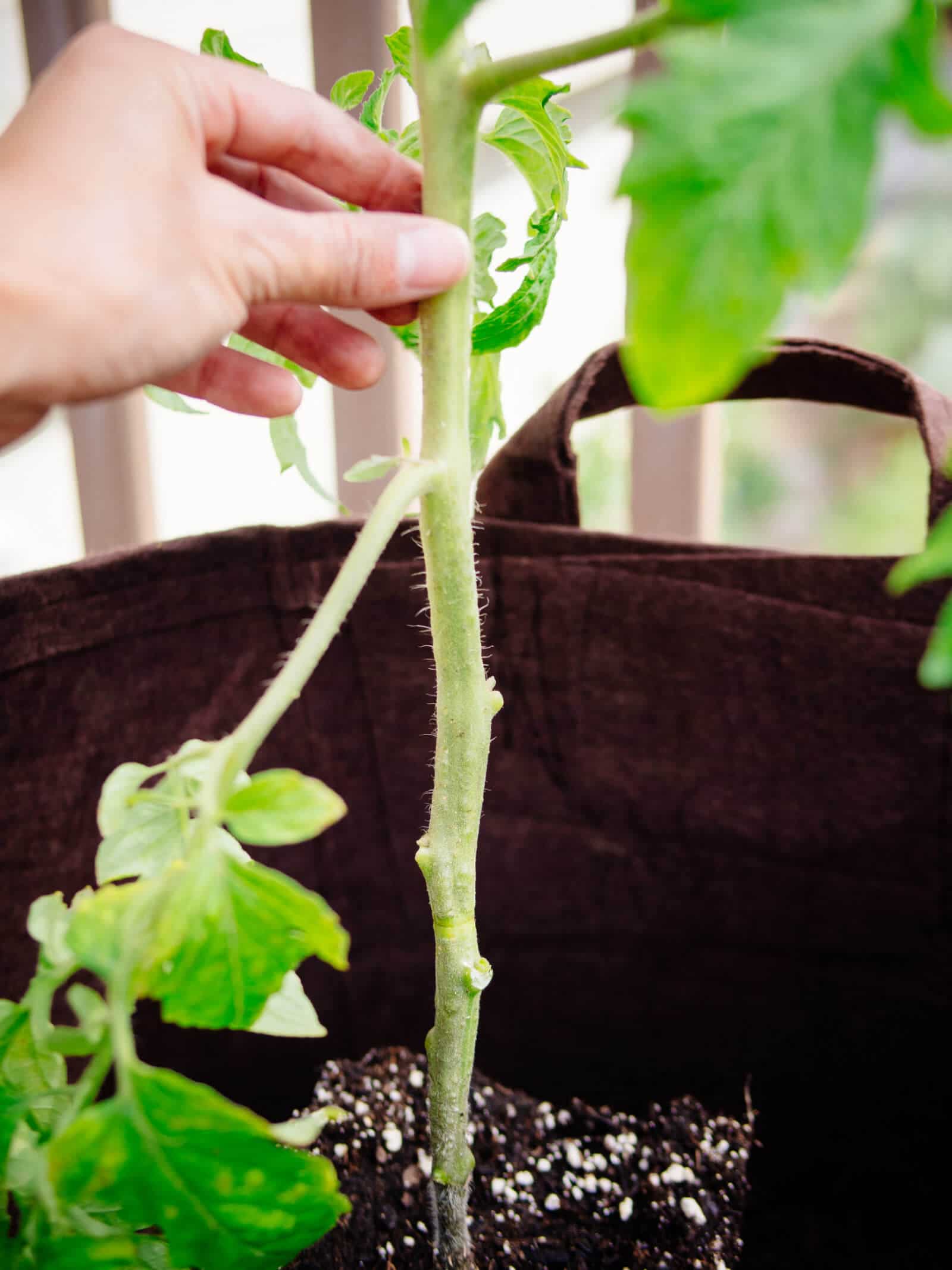 Bury the stem of the tomato plant when transplanting