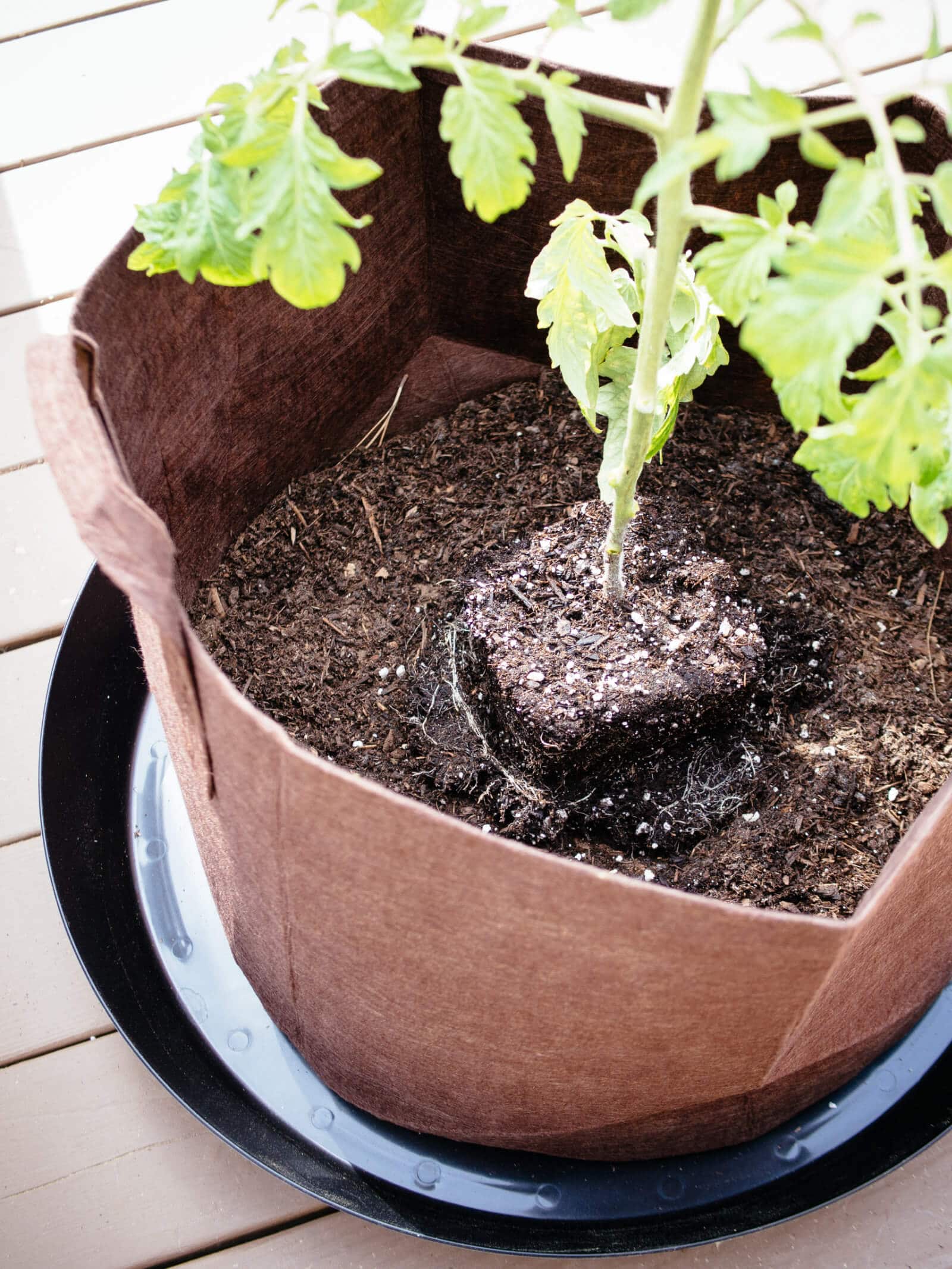 Plant tomatoes deeply in the soil for better root development