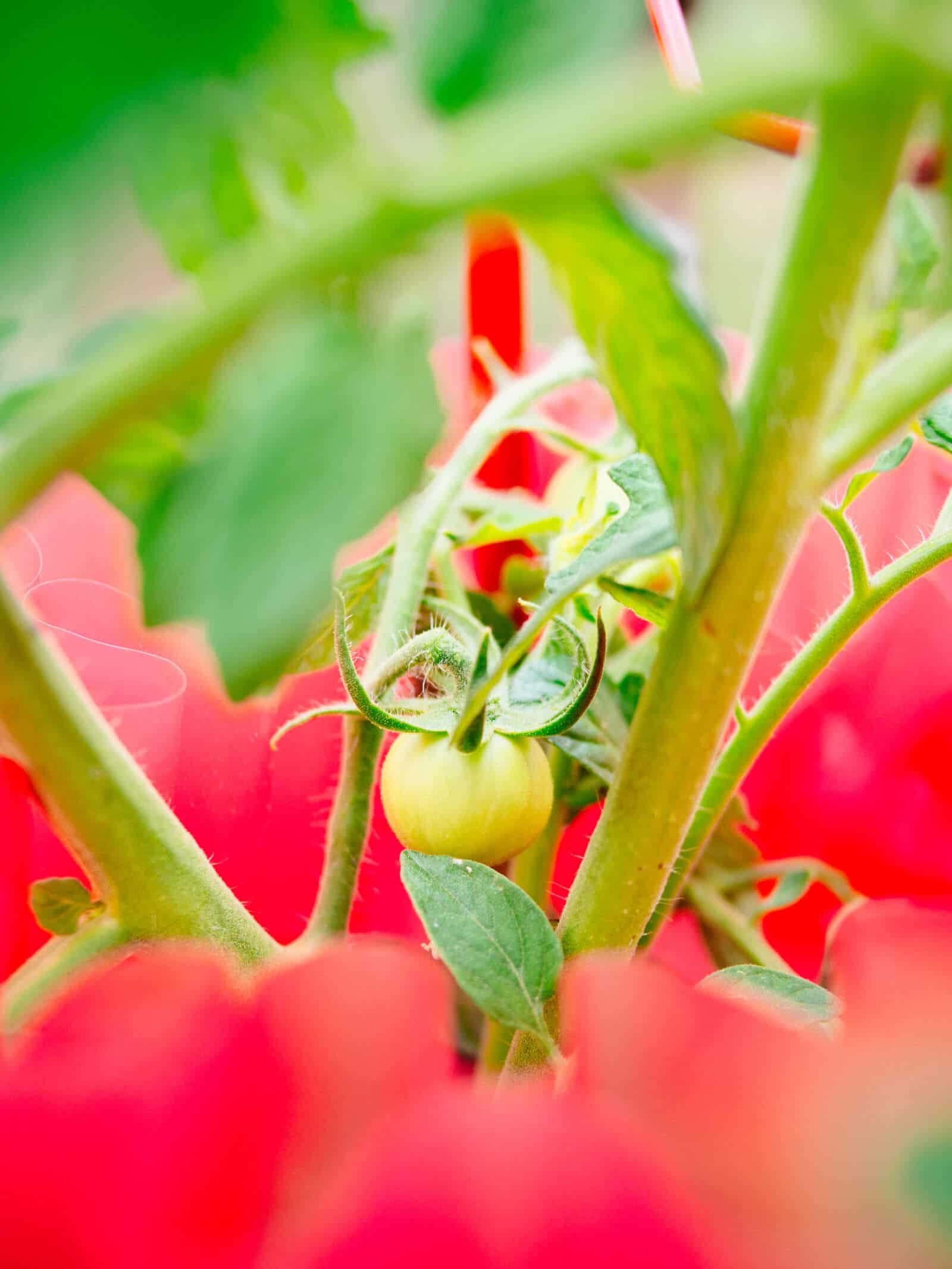 Cherry tomato plant