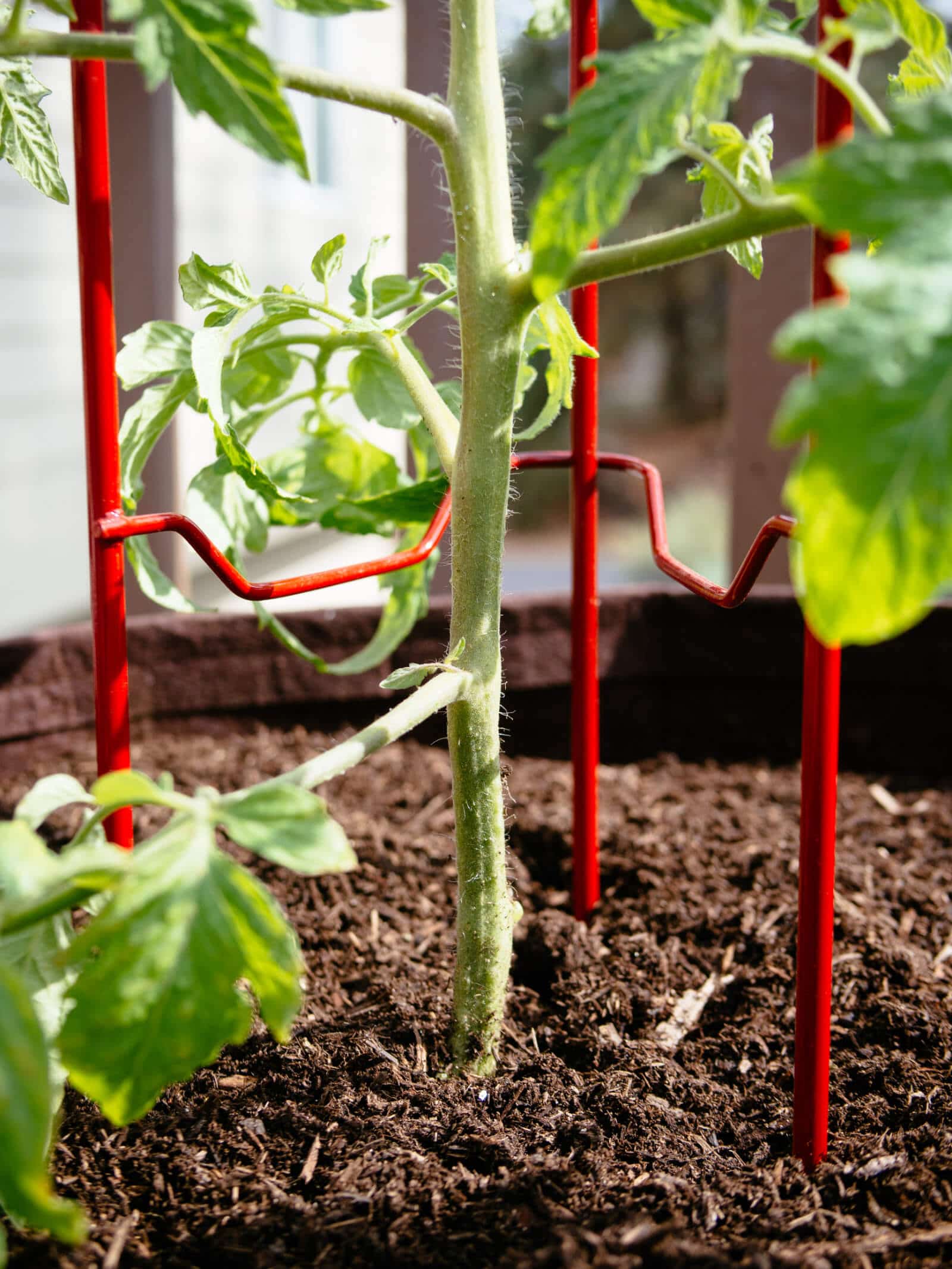 Stake tomato plants early to avoid damaging roots