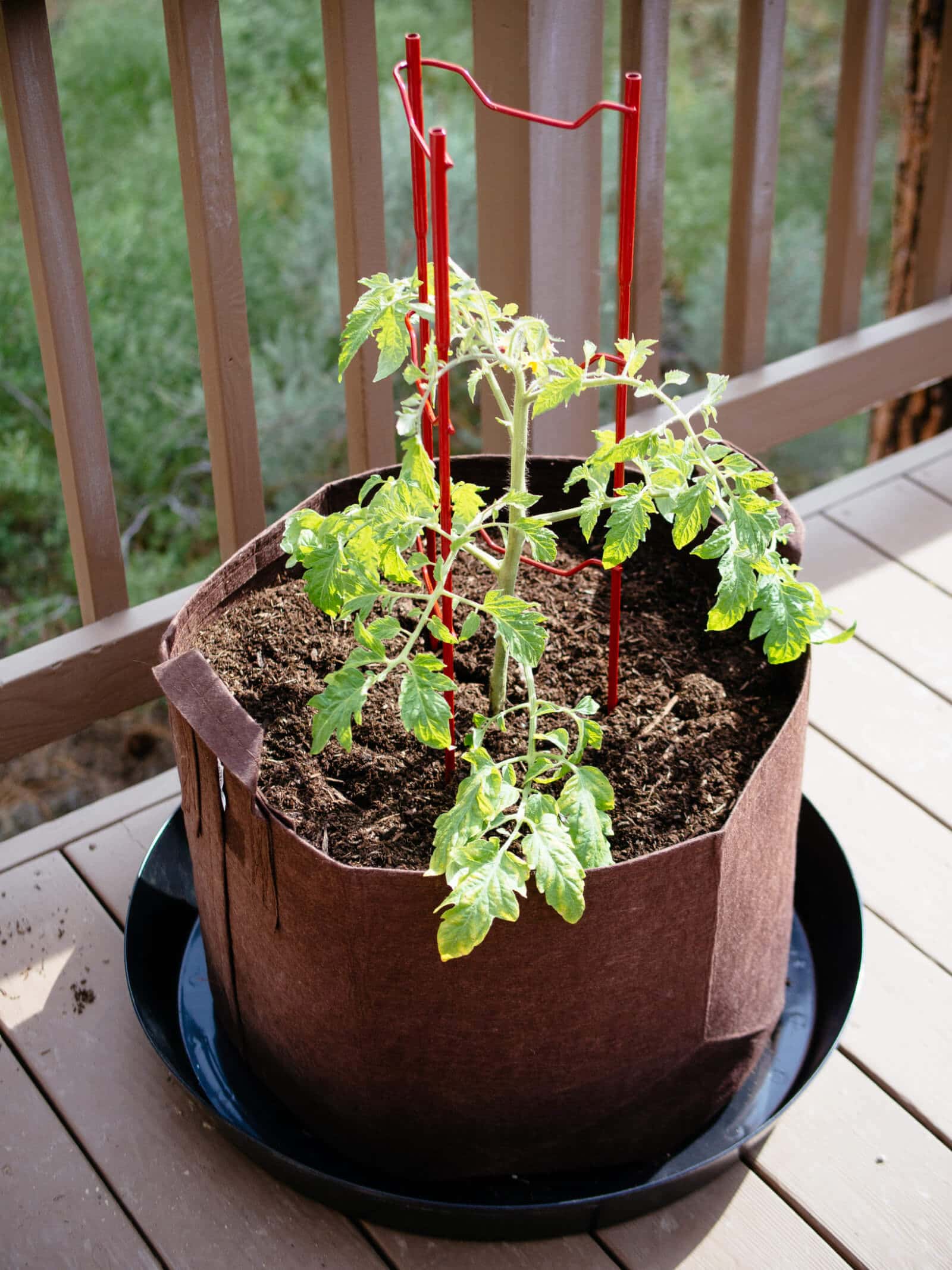 Use sturdy tomato ladders or cages to support tomato plants