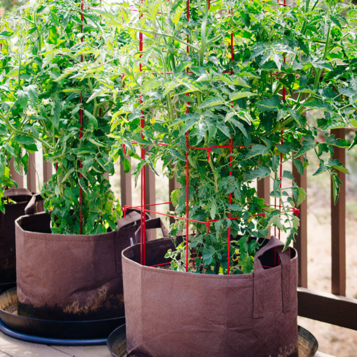 Growing indeterminate tomato plants in pots