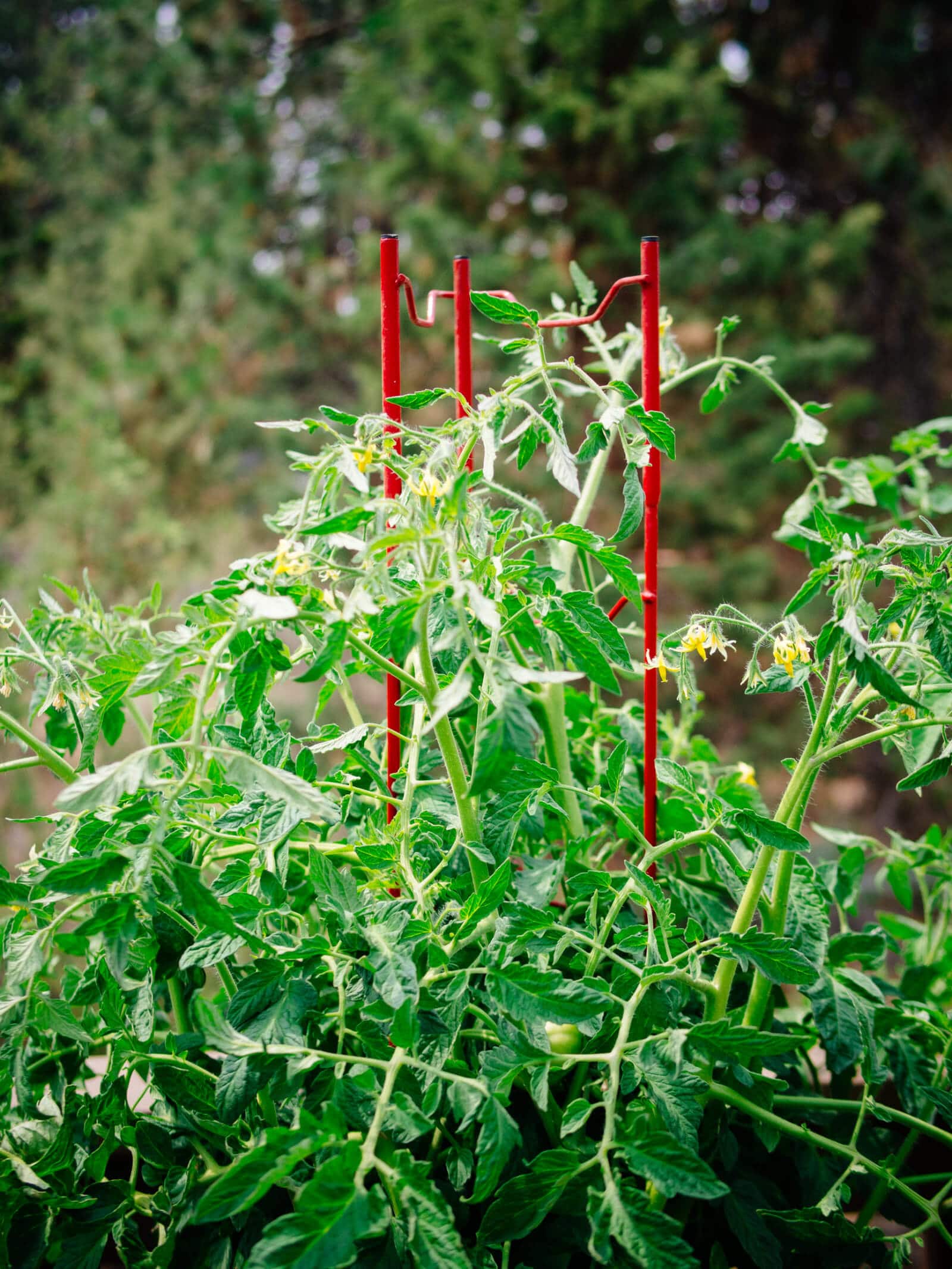 Tomato ladders can support even the tallest tomato vine