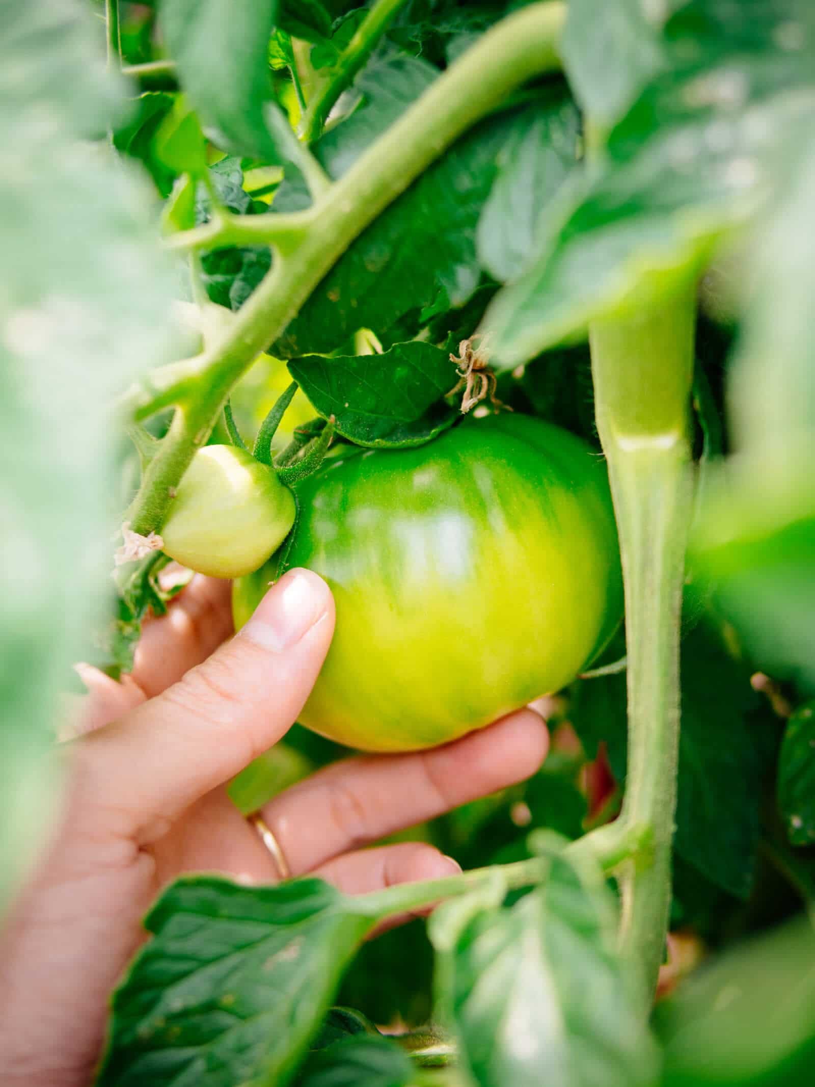 Grow your own tomatoes in a small-space garden