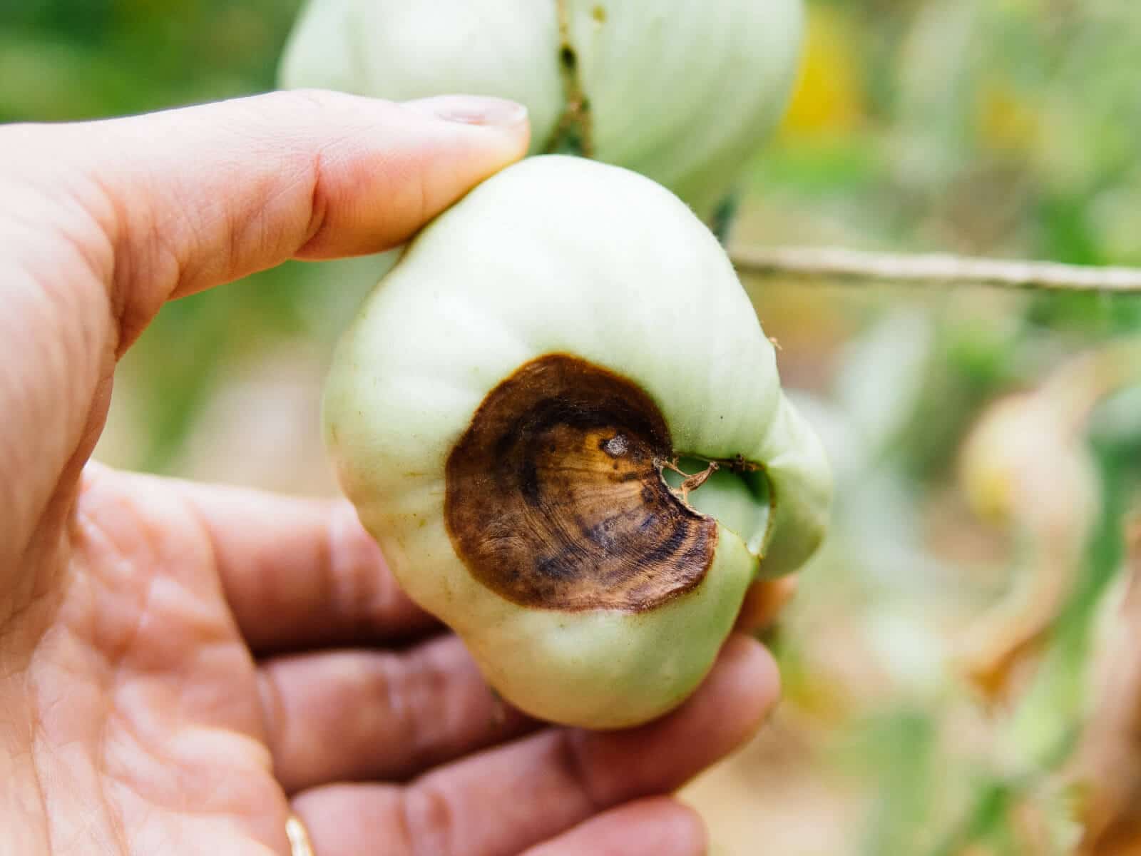 A green tomato damaged by blossom end rot